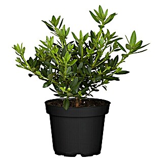 Piardino Zwergrhododendron 'Bloombux' ® (Rhododendron 'Bloombux' ®, Topfgröße: 10 cm, Rosa)