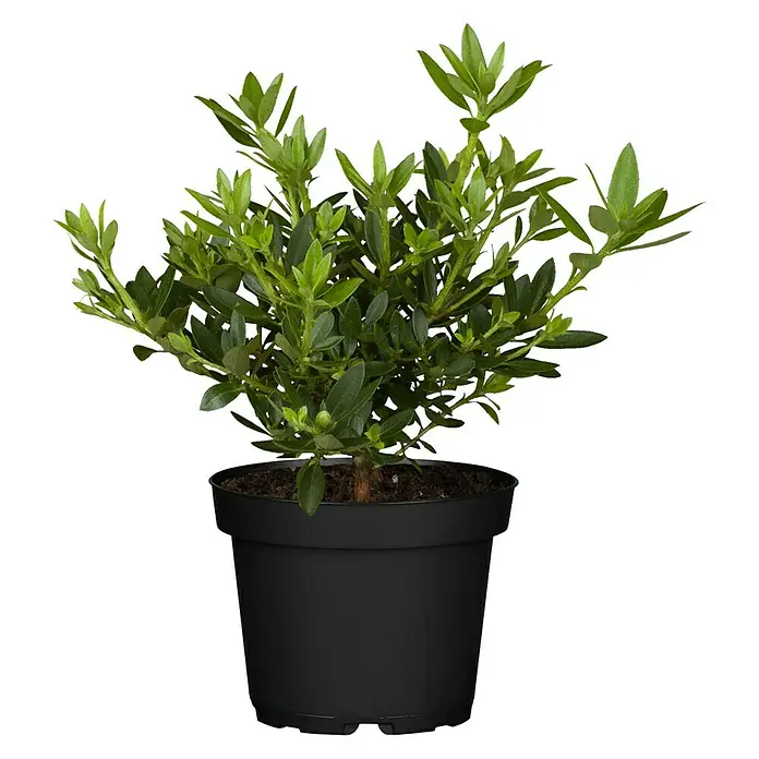 Piardino Zwergrhododendron 'Bloombux' ® - Rhododendron 'Bloombux' ®, Topfgröße: 10 cm, Rosa - Zimmerpflanze in einem schwarzen Topf. Eine grüne Zimmerpflanze, perfekt zur Dekoration von Innenräumen.