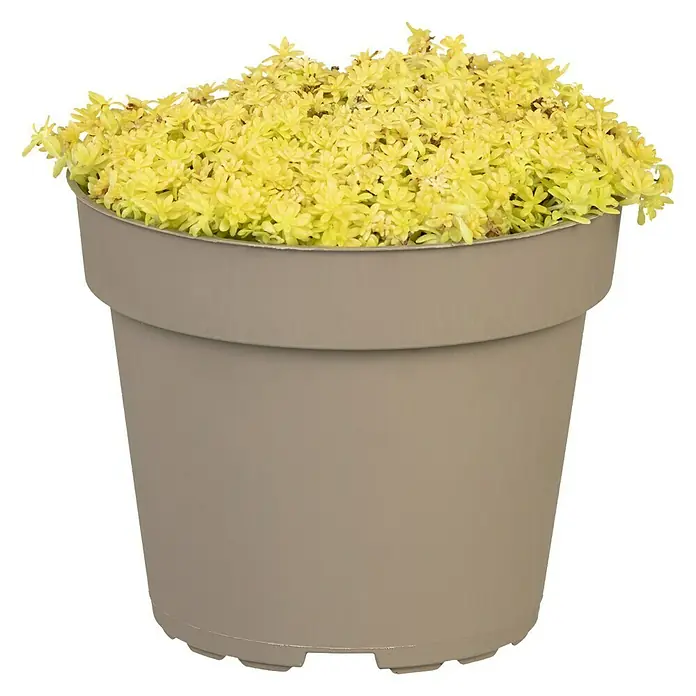Piardino Mauerpfeffer - Sedum acre 'Aureum', Topfgröße: 13 cm - Gold-Fetthenne in einem grauen Topf. Die Sukkulente hat viele kleine Blätter und wächst dicht. Ideal für sonnige Standorte.