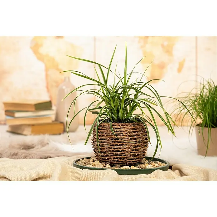 Piardino Segge - Carex morrowii 'Icedance', Topfgröße: 14 cm - Nahaufnahme einer Zimmerpflanze in einem Weidenkorb auf einem Tisch, die natürliche Eleganz und einen Hauch von Grün in jeden Raum bringt.