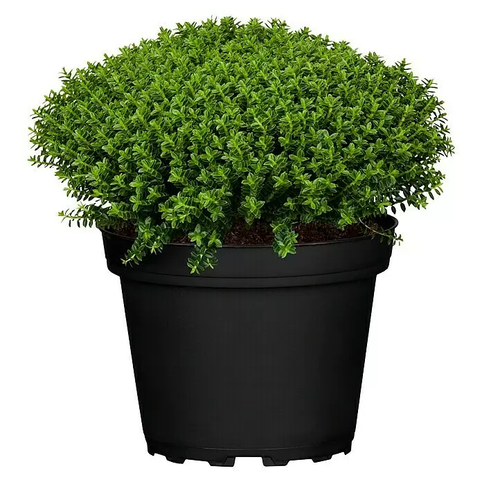 Piardino StrauchveronikaHebe 'Green Boys'