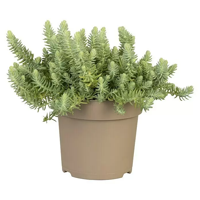 Piardino Mauerpfeffer - Sedum reflexum 'Angelina', Topfgröße: 13 cm - Eine üppige, hellgrüne Sukkulente mit stacheligen Blättern in einem beigefarbenen Topf.