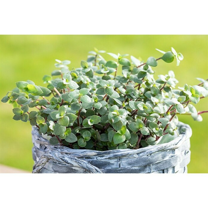 Piardino Schnpolster - Callisia repens, Topfgre: 12 cm online kaufen bei  BAUHAUS