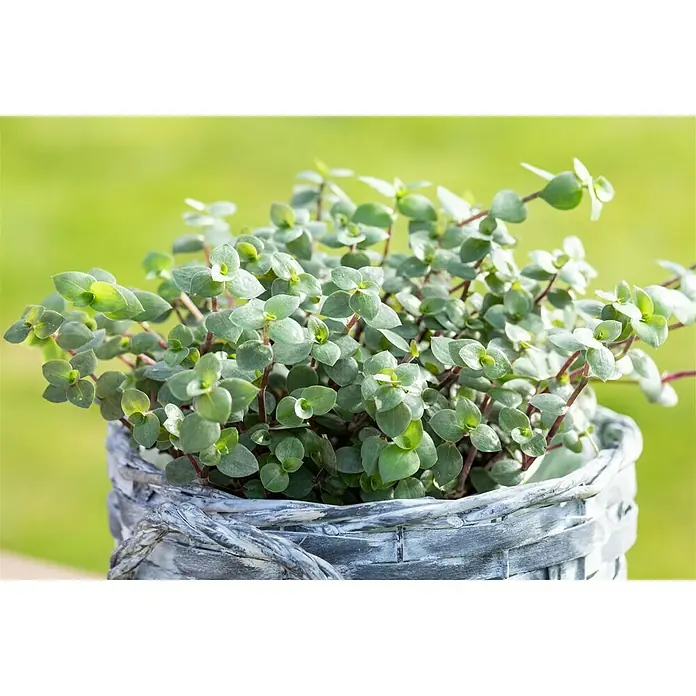 Piardino Schönpolster - Callisia repens, Topfgröße: 12 cm - Nahaufnahme einer Callisia Repens Pflanze in einem grauen Korb. Die Pflanze hat kleine, runde, grüne Blätter und zarte Stängel.