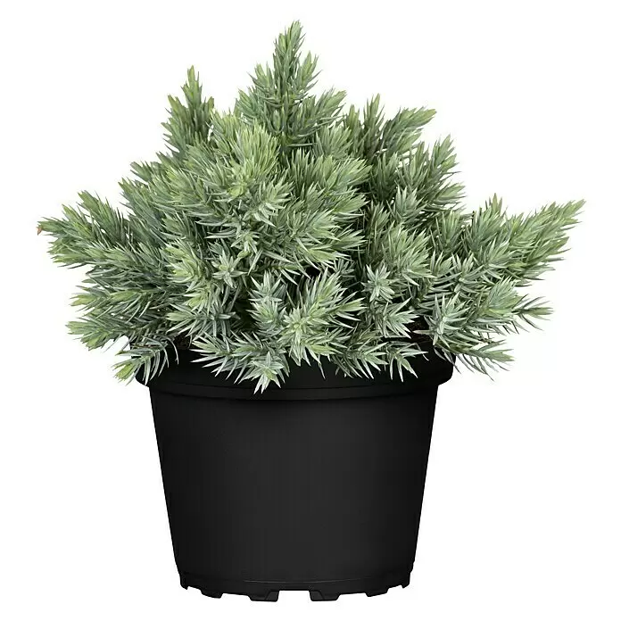 Piardino Koniferen-Mix Aufrecht - Coniferales Hybride, Topfgröße: 13 cm - Topfpflanze mit stacheligen, hellgrünen Blättern in einem schwarzen Kunststofftopf.