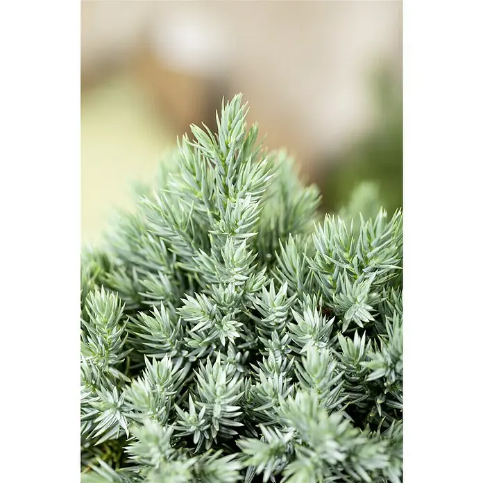 Piardino Koniferen-Mix Aufrecht - Coniferales Hybride, Topfgröße: 13 cm - Nahaufnahme einer Zypressen-Zwerg-Kriechpflanze mit bläulich-grünen Blättern, die ihre feine Textur und dichte Form hervorhebt.