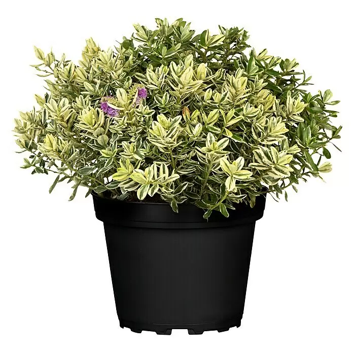 Piardino Strauchveronika Twins - Hebe andersonii Twins - Topf-Pflanze mit grün-cremefarbenen Blättern und kleinen lila Blüten in einem schwarzen Plastiktopf.