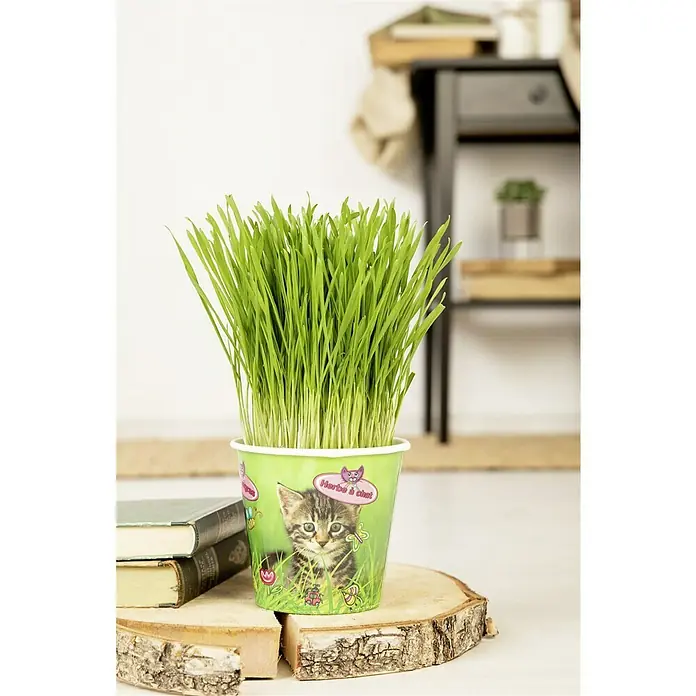 Piardino Katzengras - Topfgröße: 13 cm - Ein Topf Katzengras mit einem niedlichen Kätzchenaufdruck, der auf einem Holzstück und neben Büchern steht. Perfekt für Katzenliebhaber.