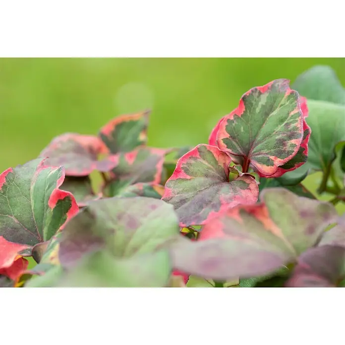 Piardino Staude - Houttuynia, Topfgröße: 11 cm - Die bunten Blätter des Houttuynia cordata 'Chameleon' stechen hervor und bringen Farbe in jeden Garten. Ein dekoratives und pflegeleichtes Highlight.