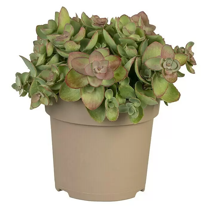 Piardino Garten-FettblattSedum hybride, Topfgröße: 15 cm
