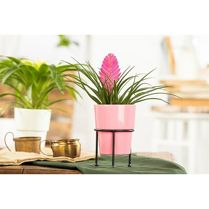 Piardino Bromelie (Bromelia, Topfgröße: 10 cm, Sortenabhängig) | BAUHAUS