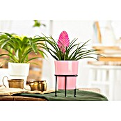 Piardino Bromelie (Bromelia, Topfgröße: 10 cm, Sortenabhängig) | BAUHAUS