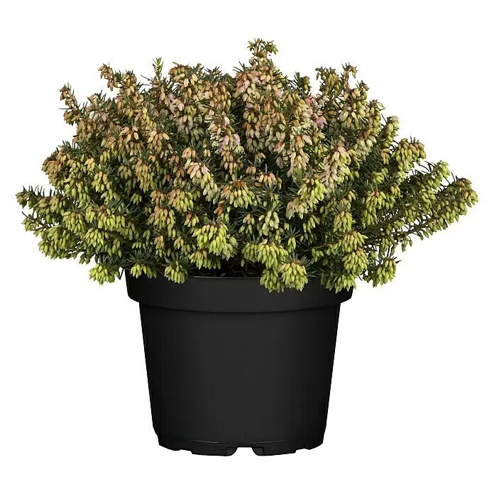 Piardino Winterheide - Erica carnea, Topfgröße: 13 cm, Rosa - Topf-Heidepflanze mit zahlreichen hellgrünen und blassrosa Knospen in einem schwarzen Kunststofftopf.