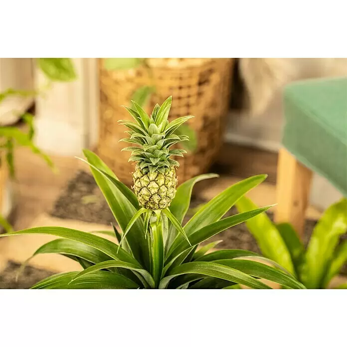 Piardino Ananas Compacta in Keramik - Ananas comosus 'Compacta', Topfgröße: 15 cm - Detailaufnahme