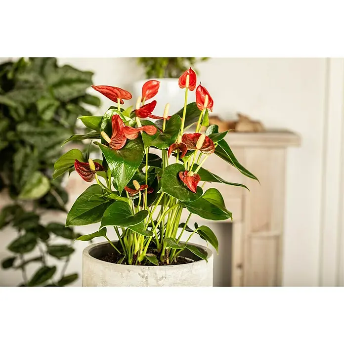 Piardino FlamingoblumeAnthurium x andreanum, Dunkelrot - Nahaufnahme einer Anthurie-Pflanze mit leuchtend roten Blüten und grünen Blättern in einem grauen Topf, dekorativ und elegant.