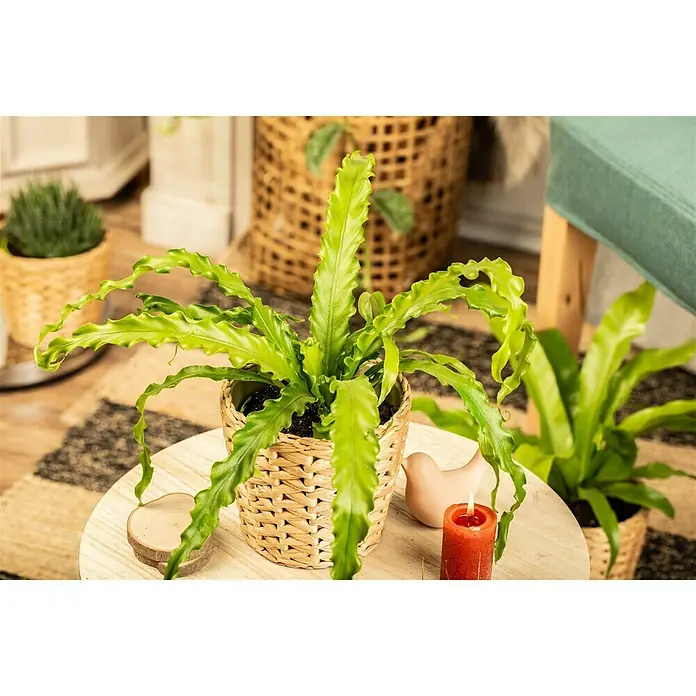 Piardino Nido de ave - Asplenium nidus 'Crispy Wave', Verde claro - Planta de interior decorativa en una cesta de mimbre con una vela y una rodaja de madera sobre una mesa.