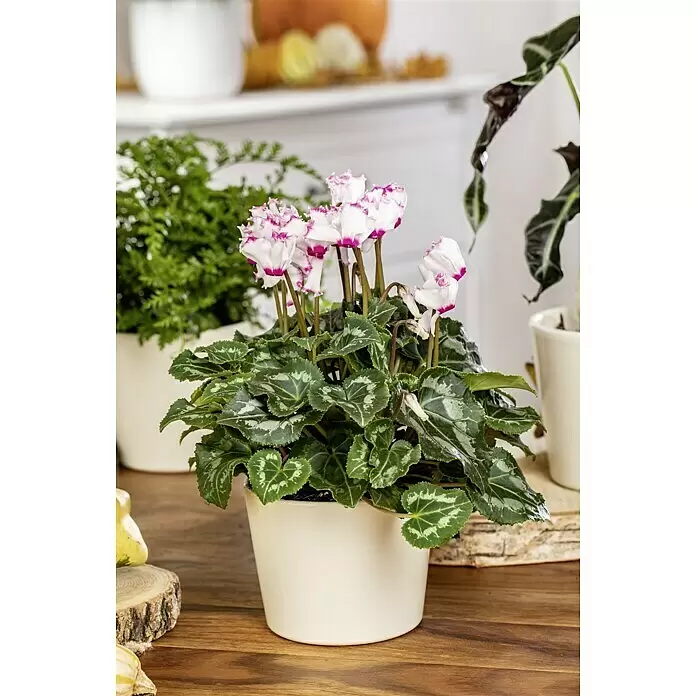 Piardino Zimmer-Alpenveilchen - Cyclamen persicum Victoria, Topfgröße: 12 cm, Dunkelrosa/Weiß - Stimmungsaufnahme
