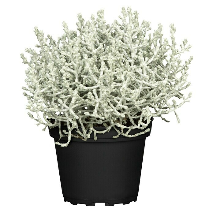Calocephalus brownii9 Stacheldraht
