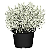 Calocephalus brownii9 Stacheldraht