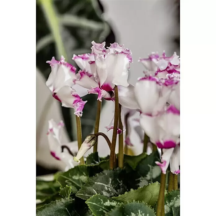 Piardino Zimmer-Alpenveilchen - Cyclamen persicum Victoria, Topfgröße: 12 cm, Dunkelrosa/Weiß - Detailaufnahme