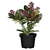 Skimmia japonica 10 Rubella 6