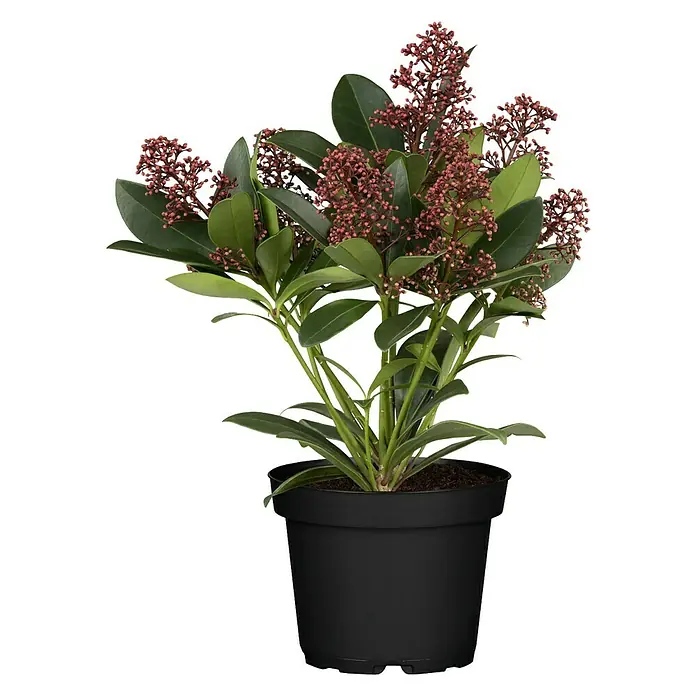 Piardino Japanische Blütenskimmie - Skimmia japonica 'Rubella', Topfgröße: 10 cm, Rot - Zimmerpflanze Skimmia japonica in einem schwarzen Topf, mit grünen Blättern und roten Blütenständen, ideal für die Dekoration Ihres Zuhauses.