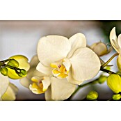 Piardino Schmetterlingsorchidee (Phalaenopsis Hybriden, Topfgröße: 9 cm, Cremegelb, Aufrecht) | BAUHAUS