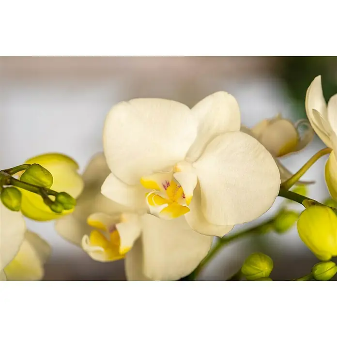 Piardino Schmetterlingsorchidee in Retro Keramik - Phalaenopsis Hybriden, Topfgröße: 9 cm, Cremegelb, Aufrecht - Nahaufnahme einer eleganten, cremefarbenen Orchidee mit gelben Akzenten, die ihre zarte Schönheit und Anmut hervorhebt.