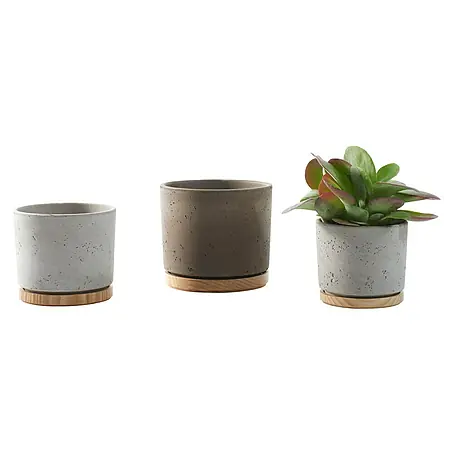 Aloe Vera online kaufen