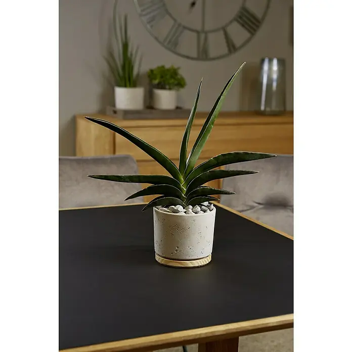 Soendgen Keramik Übertopf rund Paros Deluxe - Außenmaß (Ø x H): 14 x 13 cm, Hellgrau, Holz - Das Bild zeigt eine Sansevieria cylindrica Pflanze in einem weißen Topf auf einem dunklen Tisch, die durch ihre dekorative Erscheinung besticht.