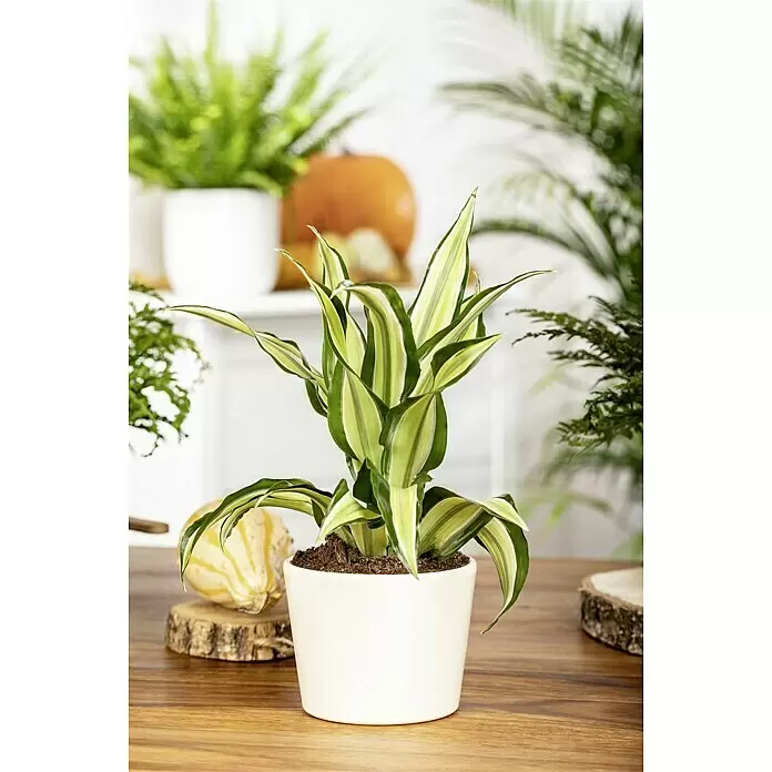 Piardino Drachenbaum Malaika - Dracaena fragrans Malaika, Gelb/Grün - Eine lebendige, panaschierte Zimmerpflanze mit grün-gelben Blättern in einem schlichten weißen Topf, als Teil der Herbstdekoration auf Holz.