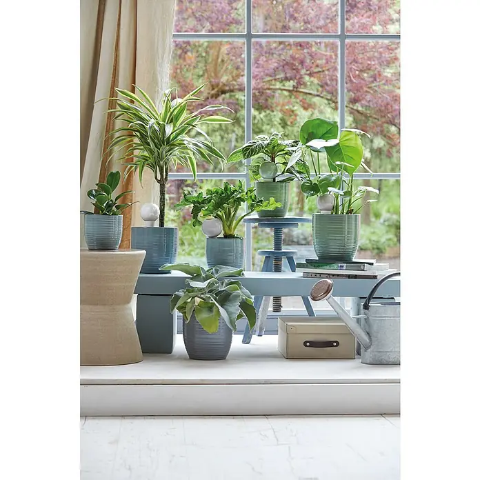 Soendgen Keramik Wasserspender !-Drop Nature - 110 ml, Perlgrau - Das Foto zeigt eine Auswahl verschiedener Zimmerpflanzen in farblich abgestimmten Töpfen auf einem Tisch vor einem Fenster.