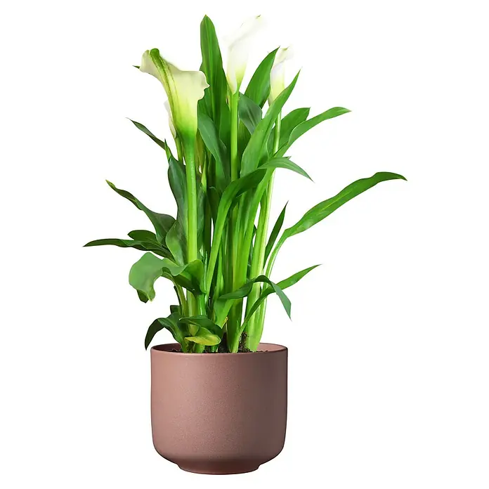 Soendgen Keramik Bari Übertopf rund Blossom - Außenmaß (Ø x H): 24 x 22 cm, Kirschblüte, Keramik - Zimmerpflanze Calla Lilie in braunem Topf. Die elegante Calla Lilie mit ihren weißen Blüten und grünen Blättern ist ein Hingucker.