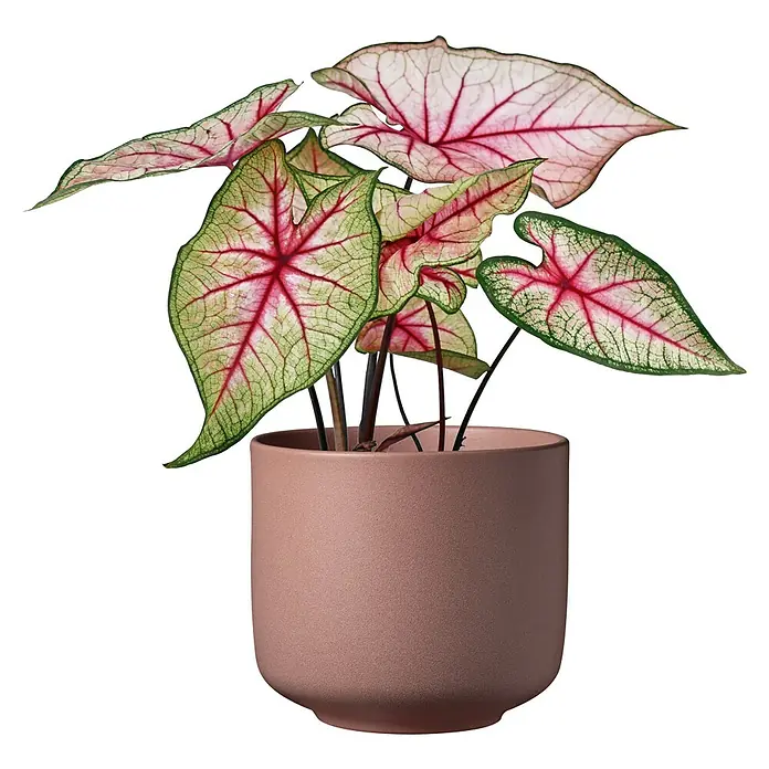 Soendgen Keramik Bari Übertopf rund Blossom - Außenmaß (Ø x H): 24 x 22 cm, Kirschblüte, Keramik - Diese Aufnahme zeigt eine Caladium Zimmerpflanze in einem zartrosa Topf, die mit ihren auffallend gezeichneten Blättern einen dekorativen Akzent setzt.