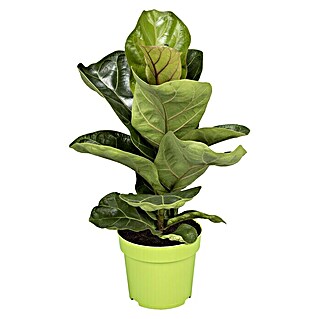 Piardino Geigenfeige Bambino (Ficus lyrata, Topfgröße: 12 cm)