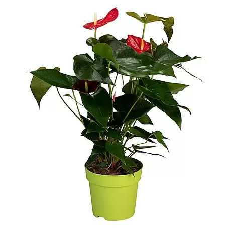 Piardino  Flamingoblume