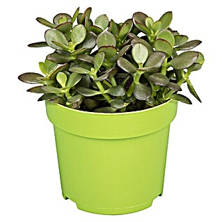 Piardino Geldbaum (Crassula undiatiflora Minor, Topfgröße: 12 cm, Blattfarbe: Grün)