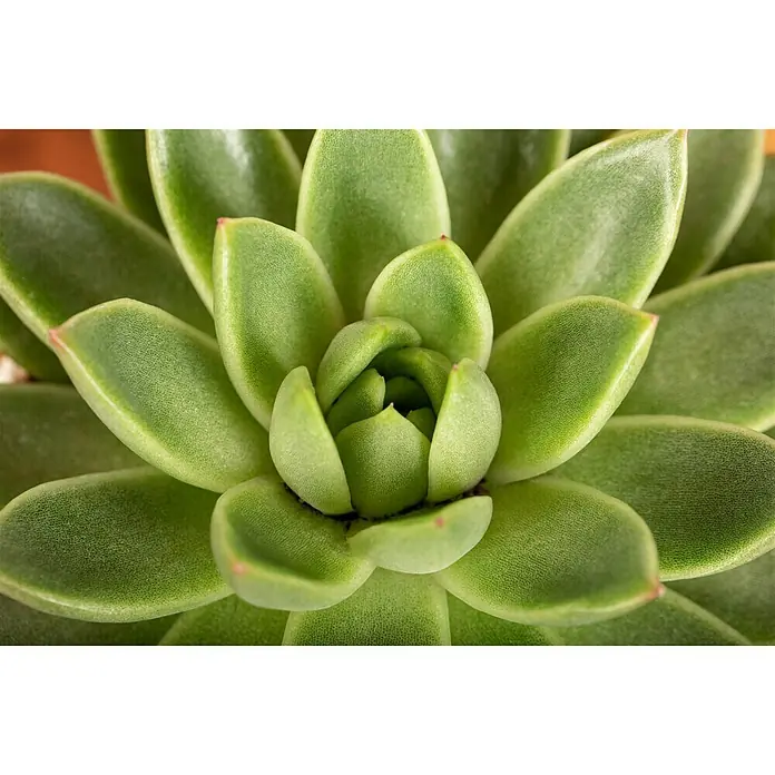Piardino Echeverie - Echeveria agavoides Miranda, Topfgröße: 12 cm, Blattfarbe: Dunkelgrün - Nahaufnahme einer grünen Echeveria-Sukkulente mit rotem Rand, die eine harmonische und natürliche Schönheit ausstrahlt.