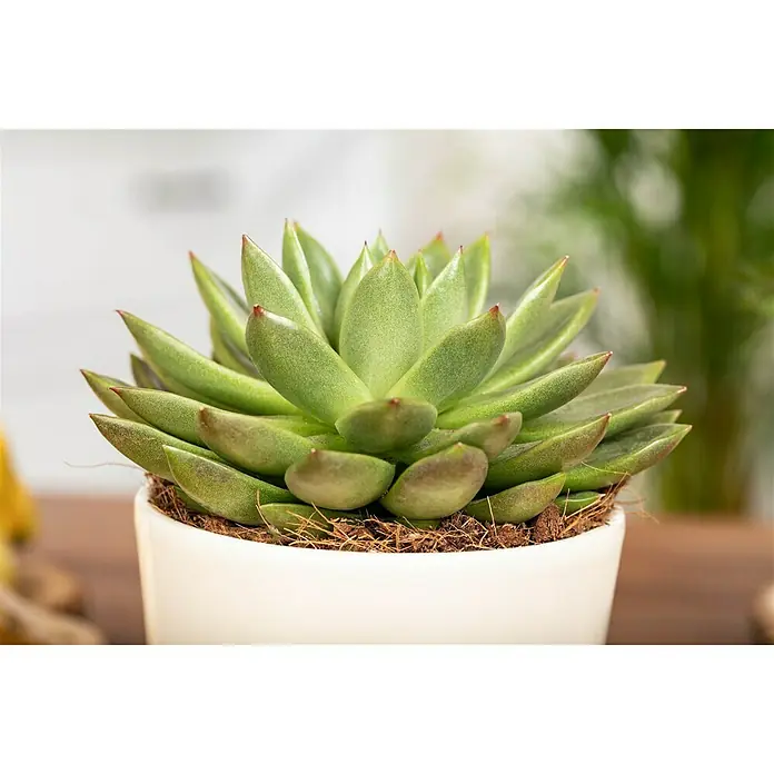 Piardino Echeverie - Echeveria agavoides Miranda, Topfgröße: 12 cm, Blattfarbe: Dunkelgrün - Nahaufnahme einer Echeveria-Pflanze in einem weißen Topf, die die grünen Blätter mit roten Spitzen und die Substratoberfläche zeigt.