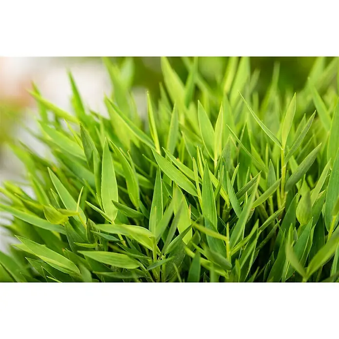 Piardino Zimmerbambus Monica - Pogonatherum panicum 'Monica', Topfgröße: 12 cm - Nahaufnahme von üppigem, grünen Ziergras, das eine natürliche und frische Atmosphäre vermittelt. Ideal als Dekorationselement.