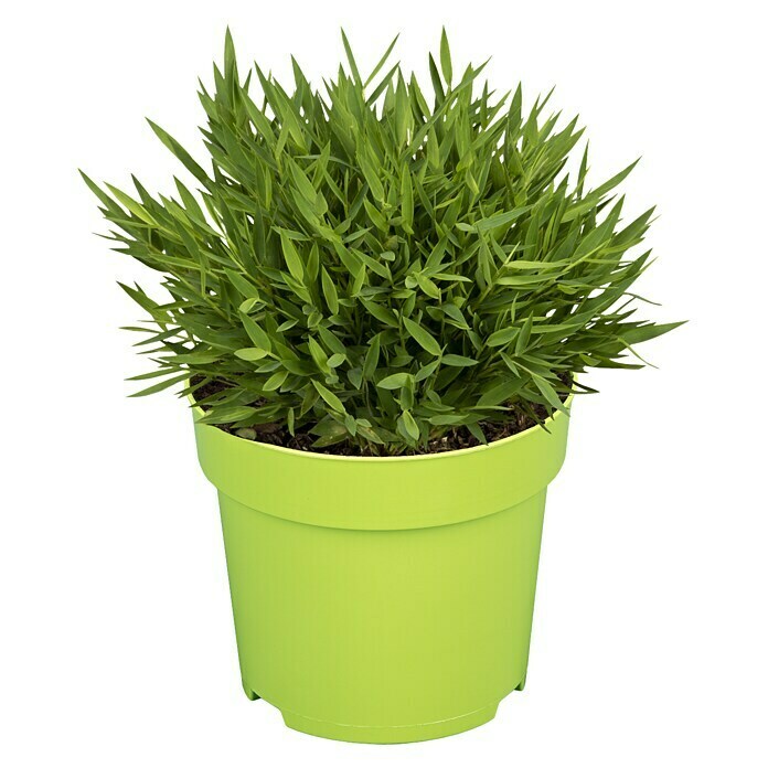Piardino Zimmerbambus Monica - Pogonatherum panicum 'Monica', Topfgre: 12  cm online kaufen bei BAUHAUS