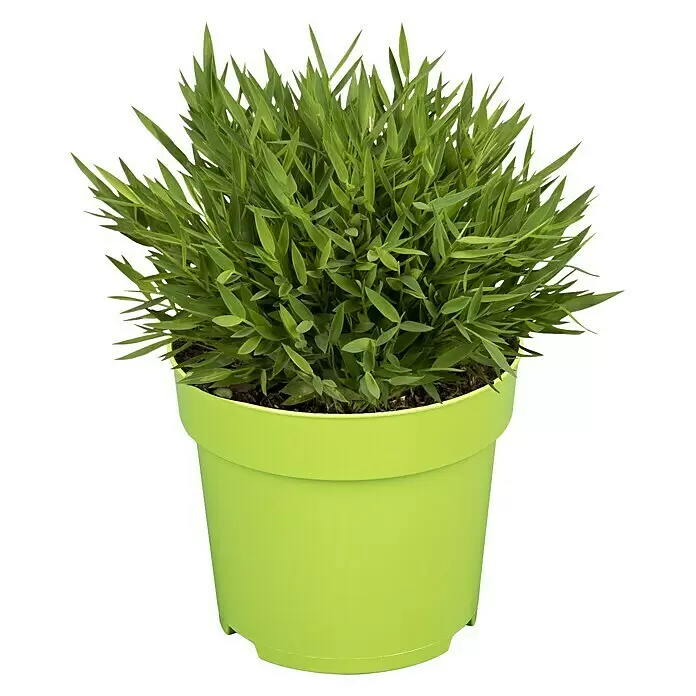 Piardino Zimmerbambus Monica - Pogonatherum panicum 'Monica', Topfgröße: 12 cm - Vorderansicht