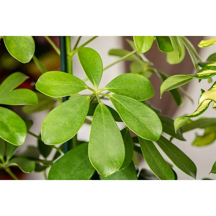 Piardino Strahlenaralie Nora - Schefflera abricola Nora, Topfgröße: 12 cm, Grün - Nahaufnahme einer Zimmerpflanze mit grünen Blättern. Die Pflanze ist eine attraktive und pflegeleichte Ergänzung für jedes Zuhause.