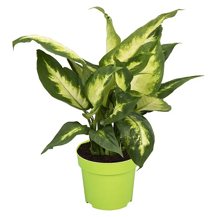 Piardino Dieffenbachie - Dieffenbachia maculata, Topfgröße: 12 cm, Bunt - Eine Zimmerpflanze Dieffenbachie in einem hellgrünen Topf mit grün-gelben Blättern, die sich auf einem weißen Hintergrund abheben.