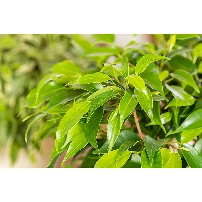 Piardino Birken-Feige - Ficus benjamina 'Nastasja', Topfgröße: 12 cm - Nahaufnahme eines hellgrünen Ficus Benjamina mit glänzenden Blättern, der als Zimmerpflanze für eine frische Atmosphäre sorgt.