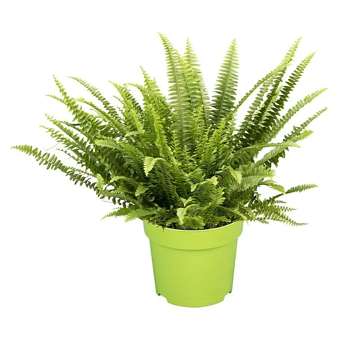 Piardino Schwertfarn - Nephrolepis exaltata Green Lady, Topfgröße: 17 cm, Mittelgrün - Üppiger Schwertfarn in einem limettengrünen Topf, ideal für die Dekoration von Innenräumen. Seine feinen Blätter bringen frische Akzente in jeden Raum.