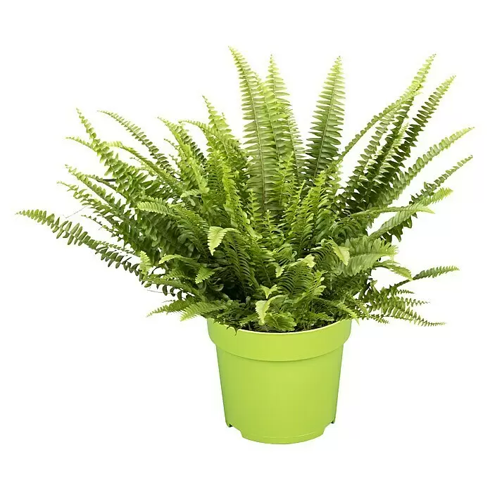 Piardino SchwertfarnNephrolepis exaltata Green Lady, Topfgröße: 17 cm, Mittelgrün