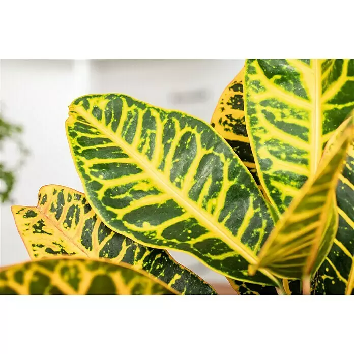 Piardino Kroton - Codiaeum variegatum, Topfgröße: 12 cm, Mehrfarbig gemustert - Detailaufnahme