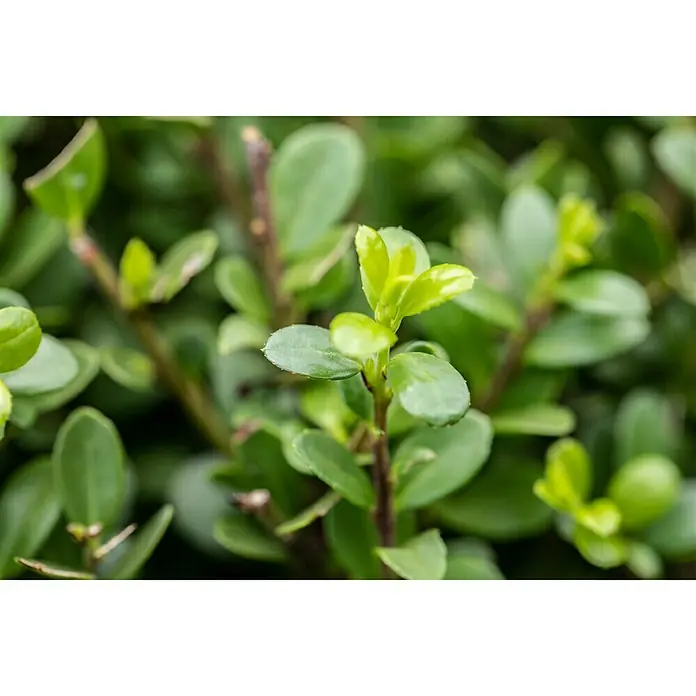 Bergilex Robustico - Ilex crenata 'Robustico', Weiß - Nahaufnahme einer grünen Heckenpflanze, die frische und lebendige Natur ins Rampenlicht rückt.
