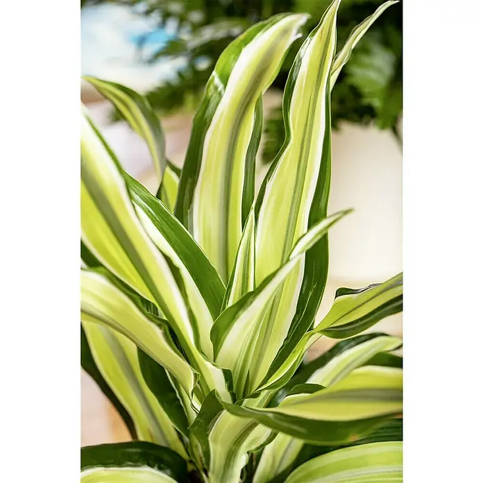 Piardino Drachenbaum Malaika - Dracaena fragrans Malaika, Gelb/Grün - Nahaufnahme einer prächtigen Dracaena fragrans 'Lemon Lime' Zimmerpflanze, die mit ihren lebhaften, gestreiften Blättern ins Auge fällt.
